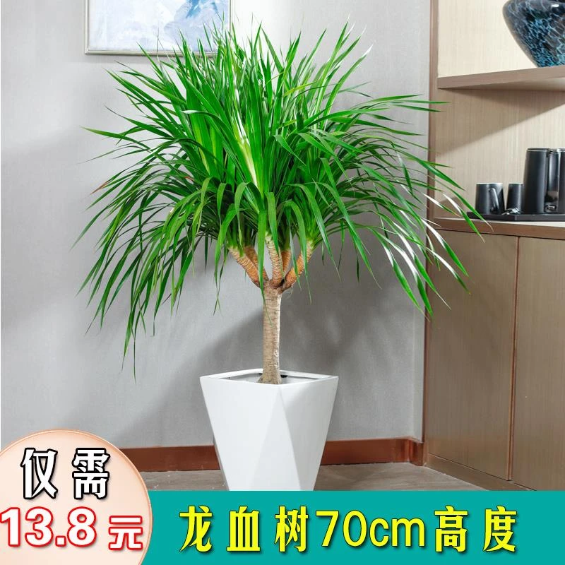大型绿植龙须树多头龙血树铁树室内客厅植物正宗龙血树龙血树盆栽