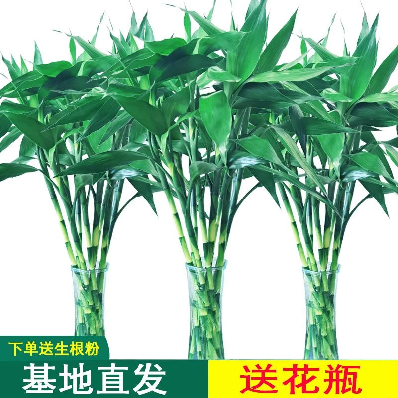 富贵竹水培植物水养客厅招财节节高绿植观音竹子盆栽花卉室内花瓶
