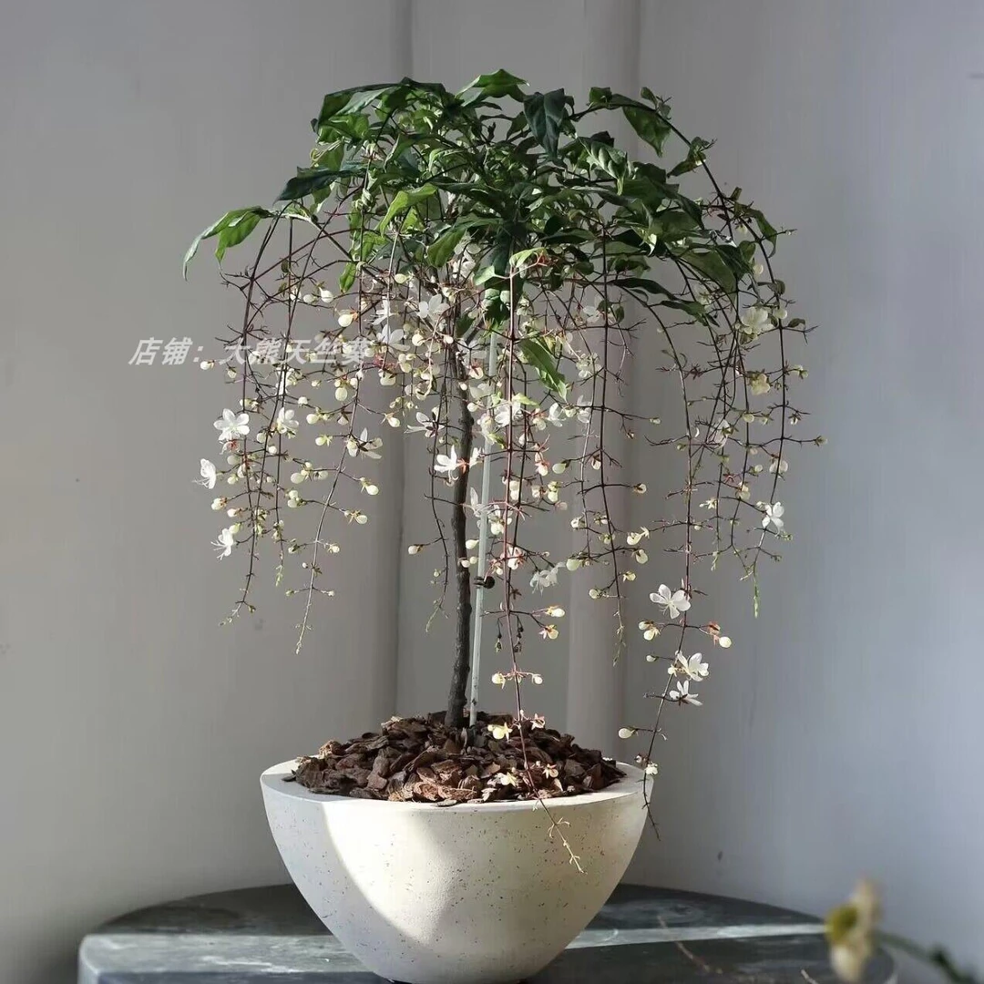 垂丝茉莉盆栽带花苞风车茉莉绿植室内白蝴蝶四季开花垂吊植物大苗