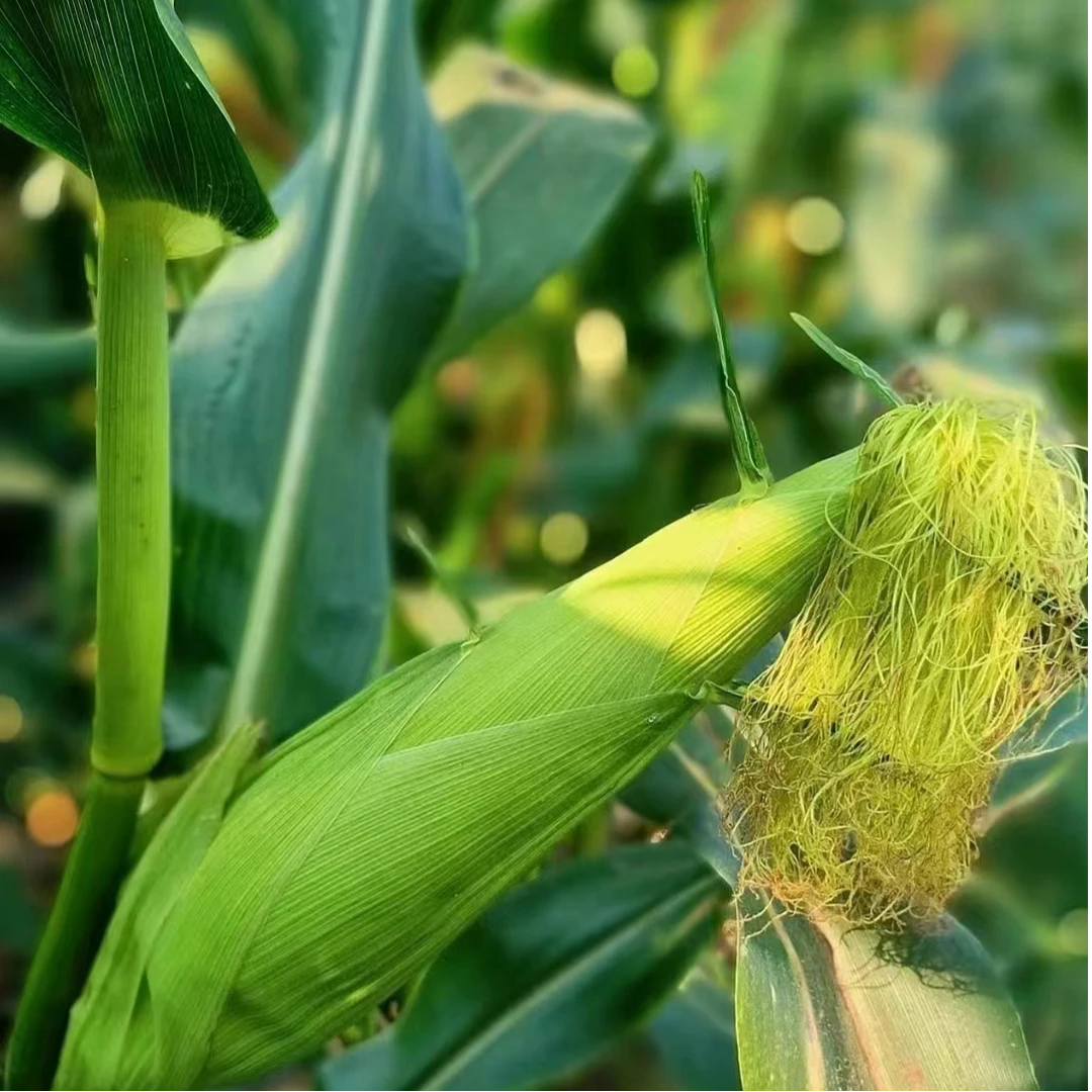 海南甜糯包谷 又甜又糯 包谷净重3/5/10 去头去尾发货只发川渝