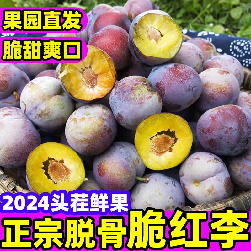 四川正宗精选包赔脱骨脆红李了脆甜爽口多汁新鲜采摘果园直发