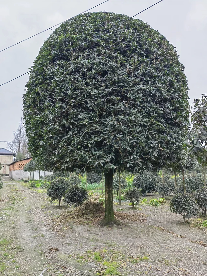 精品桂花100定金 装车结余款 金桂丹桂银桂四季桂 四季常青栽培