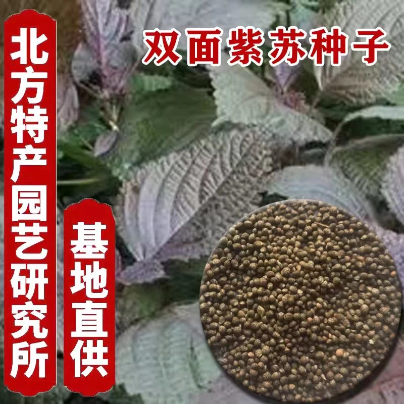 紫苏种子双面紫苏种子北方特产园艺研究所0.5斤起售
