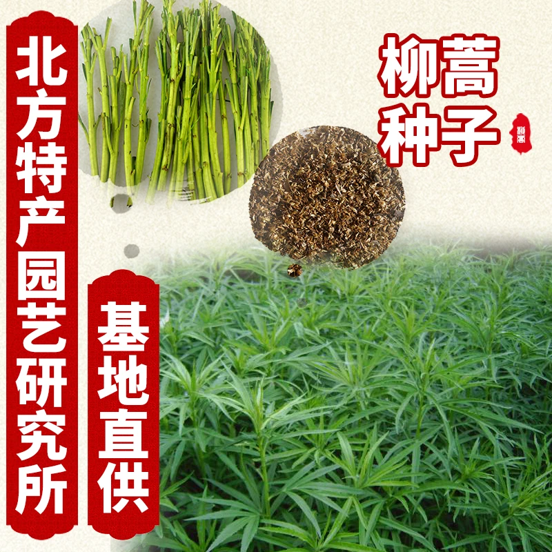 柳蒿种子北方特产园艺研究所长白山野菜柳蒿种子0.5斤起售