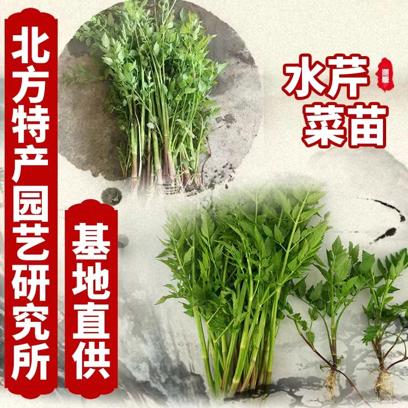 水芹菜苗菜秧苗长白山水芹菜苗北方特产园艺研究所200株起售