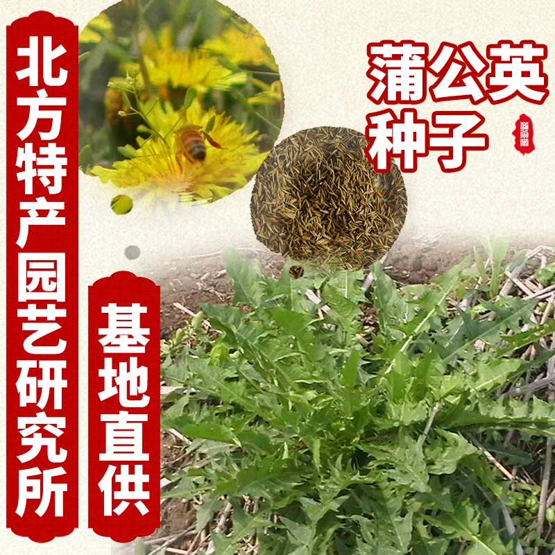 蒲公英野菜白术种子正品北方特产园艺专用研究所0.1斤起售
