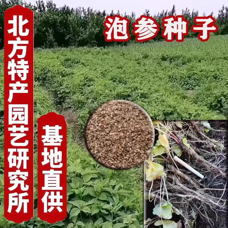 泡参（南沙参）种子