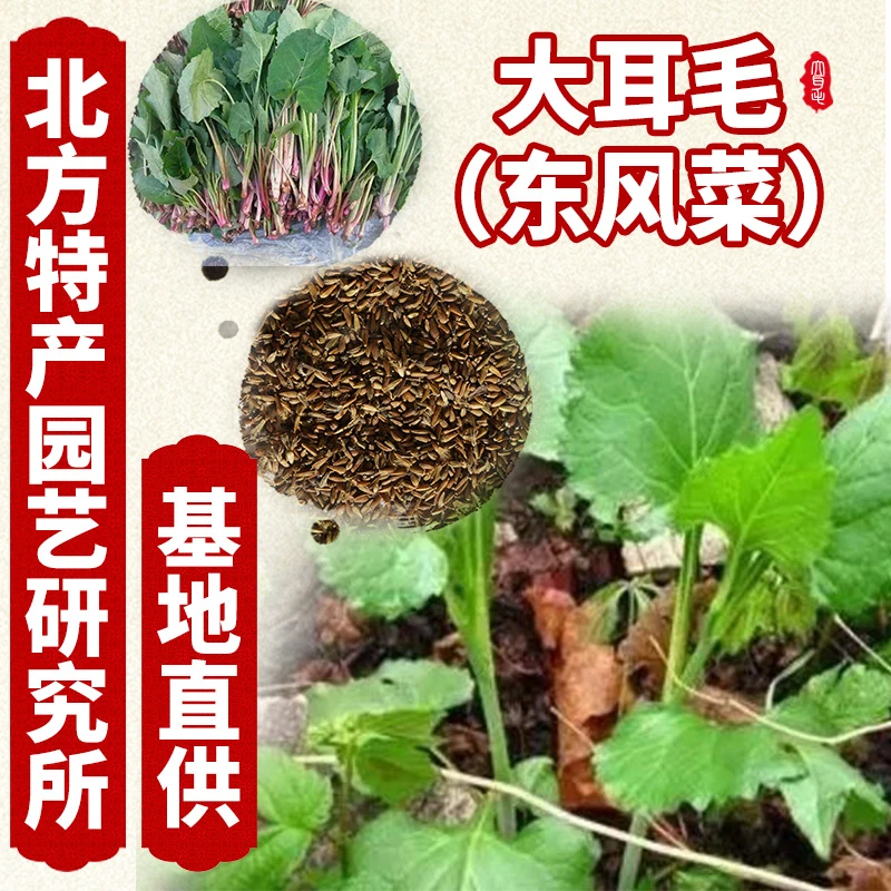 大耳毛种子（东风菜）北方特产园艺研究所基地直供