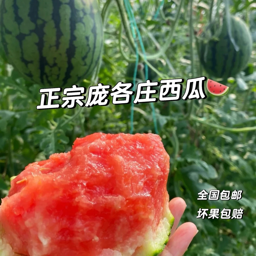 （全国包邮）4粒装13-15斤 庞各庄头茬优质新鲜小西瓜皮薄肉厚多汁