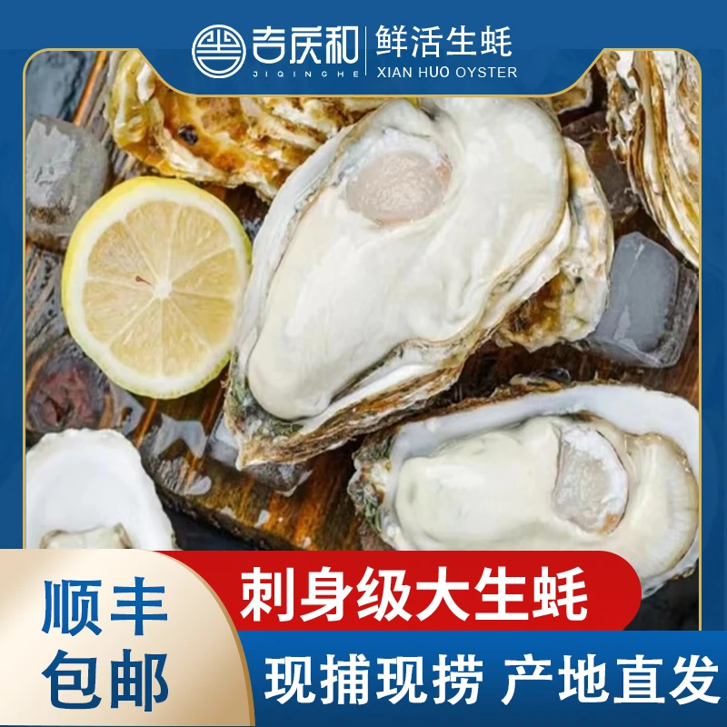 正宗鲜活大生蚝夏日美食生蚝4斤装生蚝整箱海鲜批发送开蚝3件套