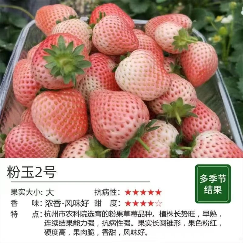 1.2【白草莓苗】多品种草莓苗}四季奶油草莓苗盆栽大苗阳台庭
