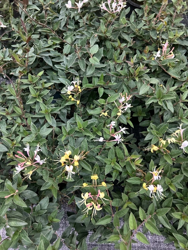 【金银花】露天苗 浓香 可盆栽地栽