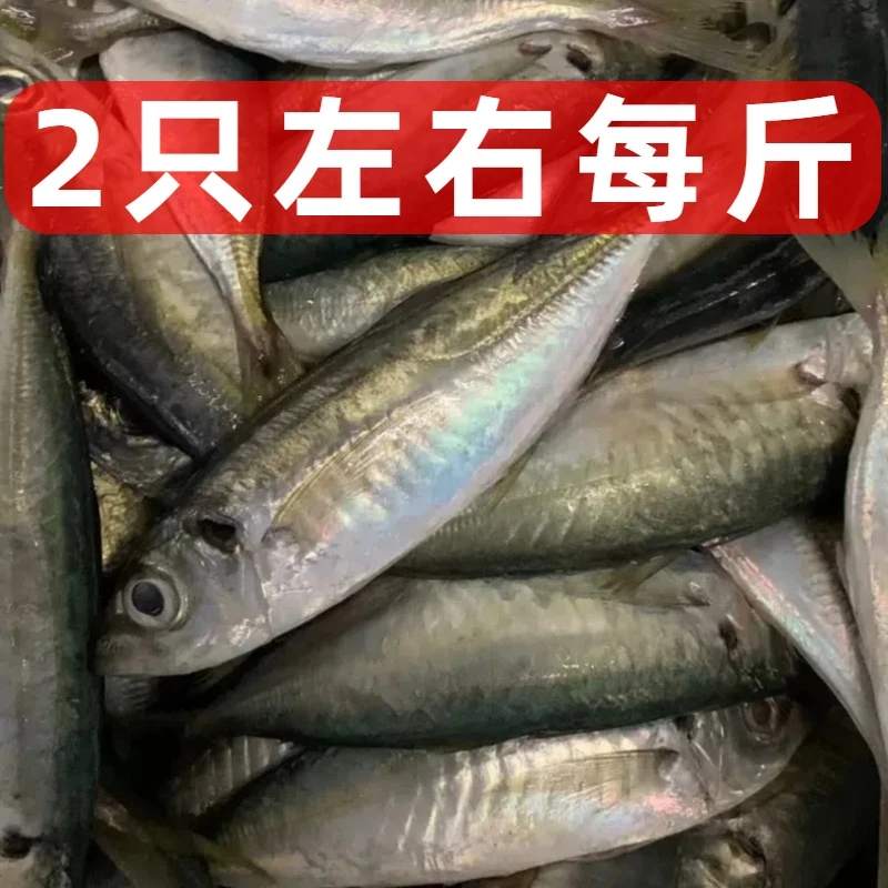 【特大号5斤装】福建冷冻海鲜野生巴浪鱼顺丰包邮