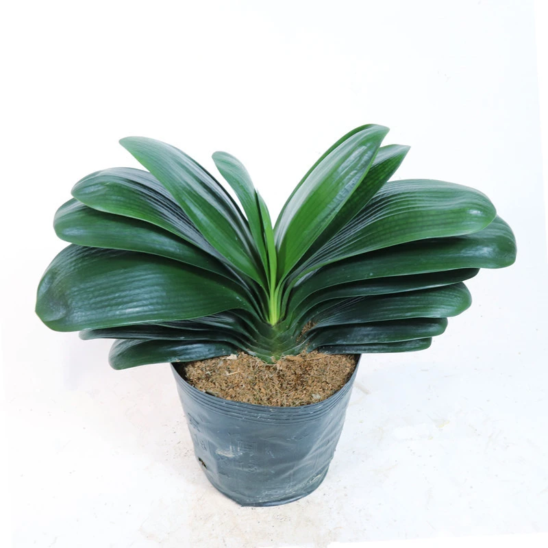 精品君子兰圆头宽叶短叶室内客厅书房好养花卉盆栽