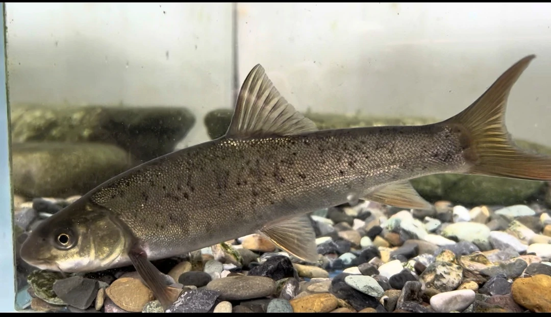 山泉水裂腹鱼活体8-12公分十条