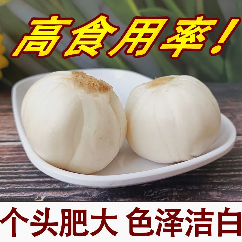 甘肃兰州百合新挖新鲜百合4头皇500g食用生甜白合清甜真空包装