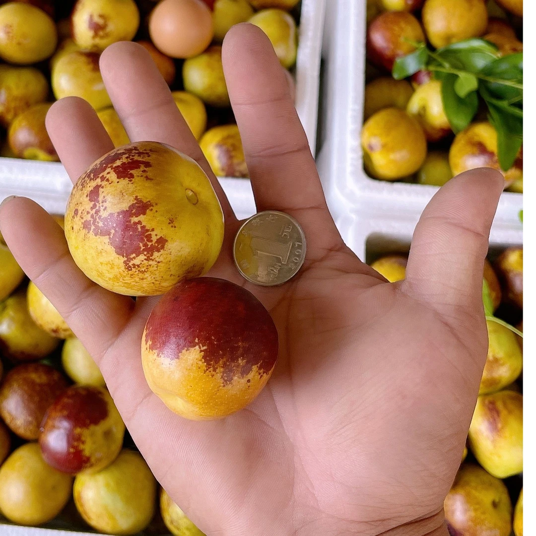 【精品正宗沾化冬枣三斤装大果】现摘现的口感脆甜爆甜冬枣