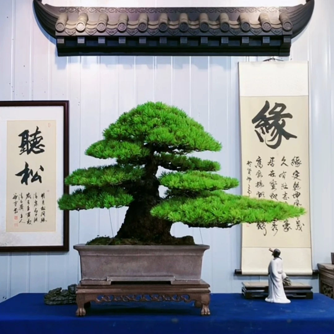 迎客造型盆景绿植罗汉松盆景四季常青老桩红芽真树包邮室内外摆放