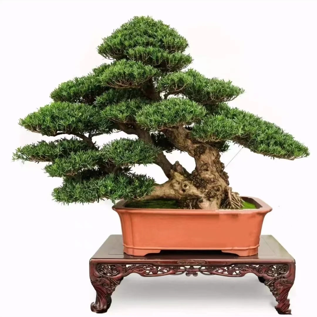 迎客松柏盆景室内造型树罗汉松四季常青罗汉松盆景客厅装饰绿植