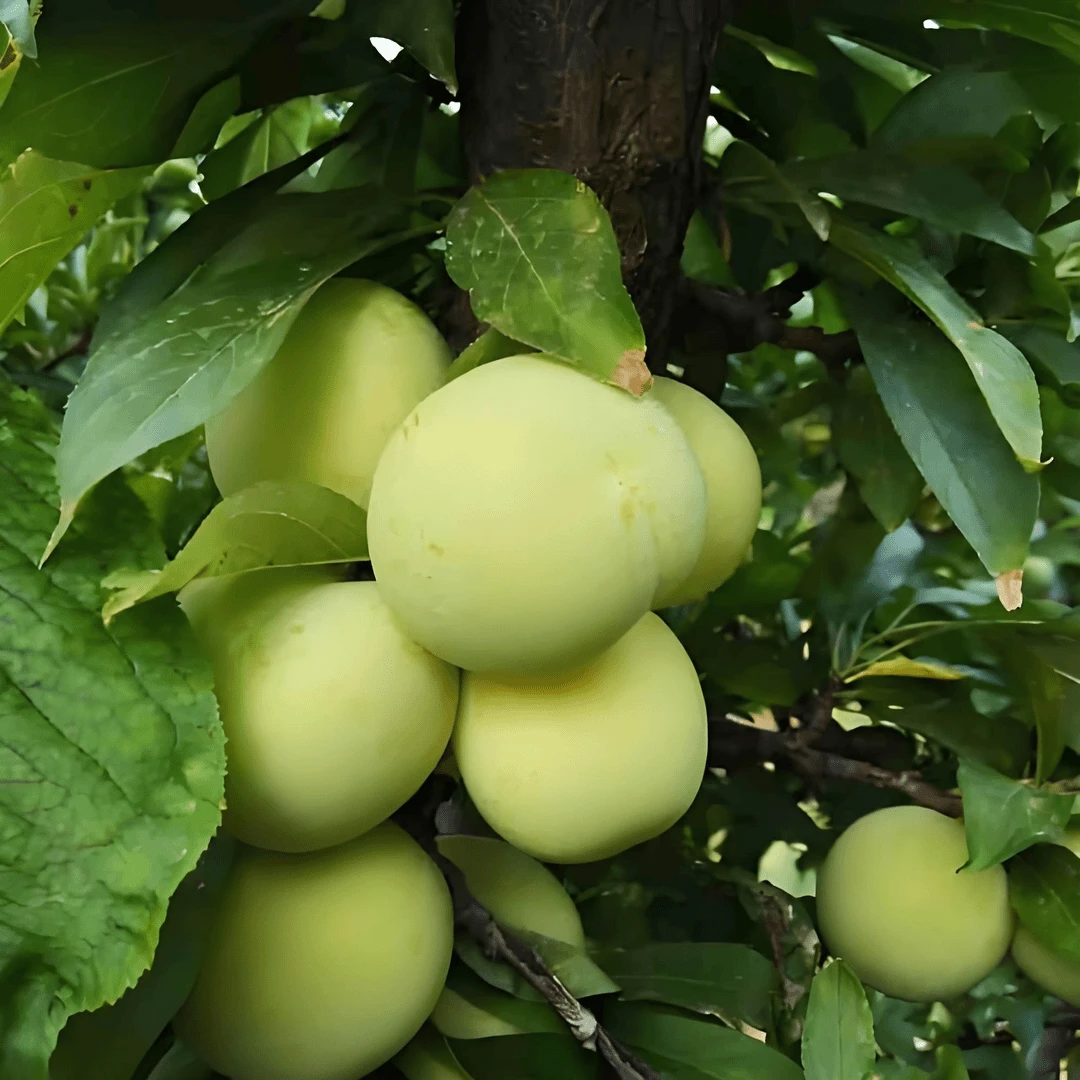 【密云石峨御皇李子4斤】树熟果子现摘现发顺丰包邮