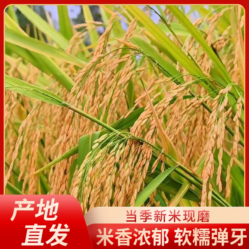 【2024新米上市】留庄大米10斤颗粒饱长粒米满袋装5kg*1袋