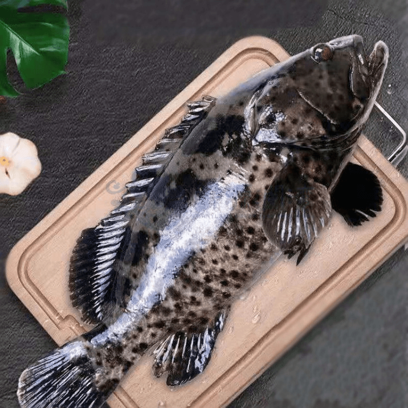 4条/深海石斑鱼500-600g/条龙胆鱼石斑鱼深海鱼老虎斑鱼珍珠斑
