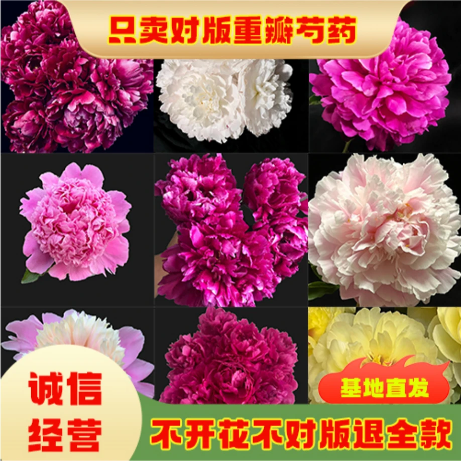 【福利款】拍三发五观赏芍药苗裸根发货1年苗菏泽基地直发观赏芍药