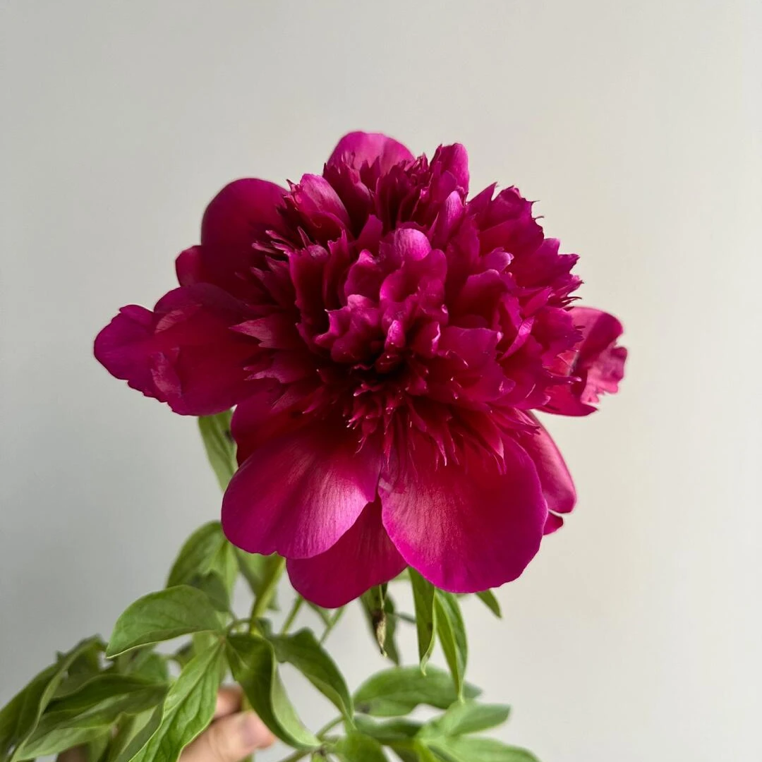 【红色魅力】红色系进口芍药苗裸根发货菏泽基地直发重瓣观赏芍药花