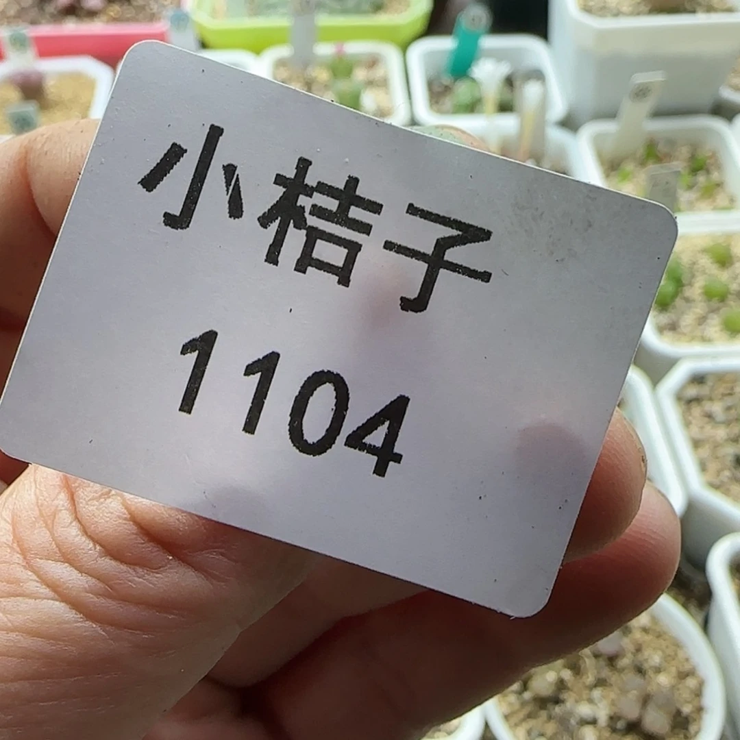 【闪购商品】小****呱1104伤