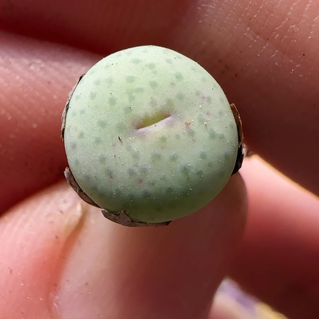 【闪购商品】0339