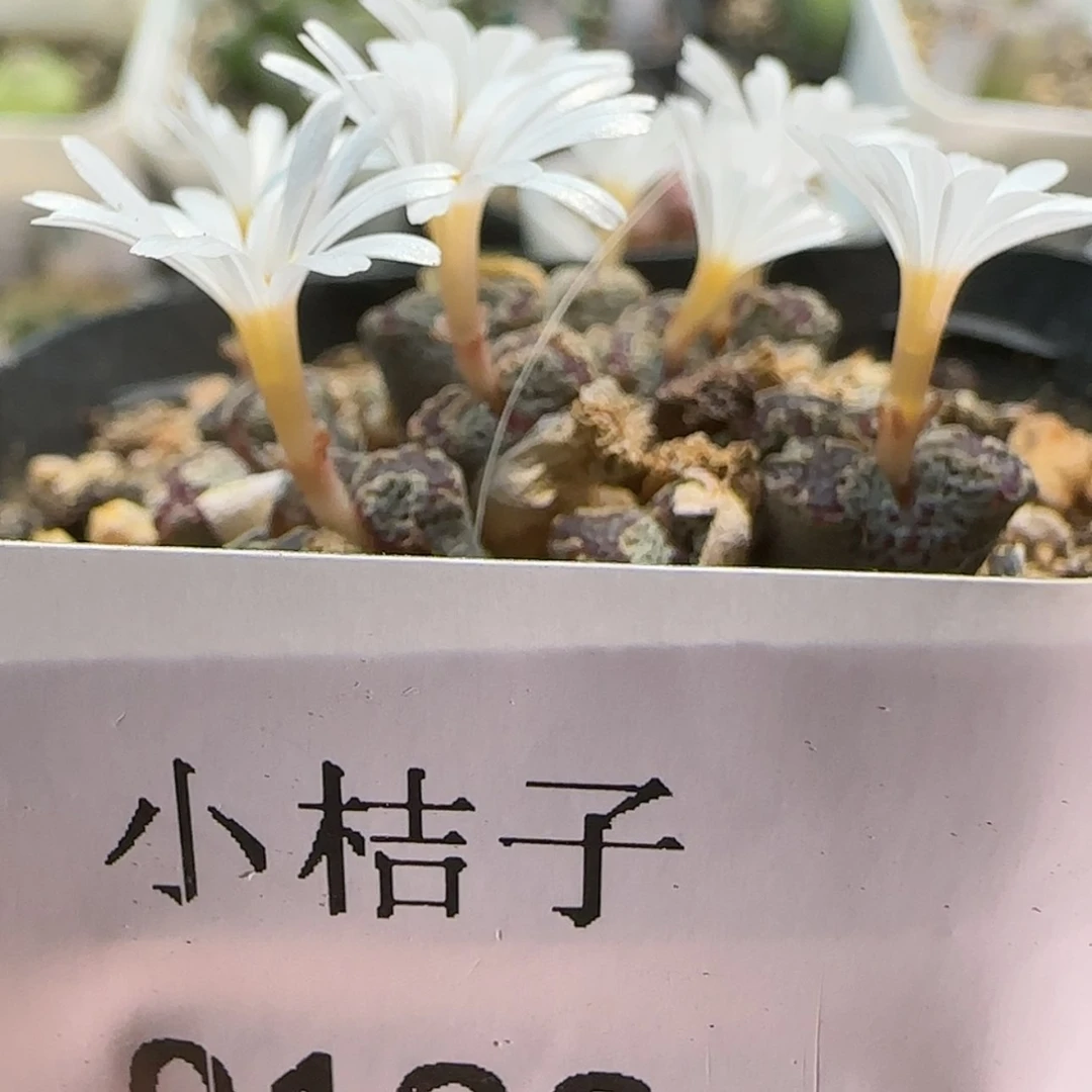 【闪购商品】爱**仙0123