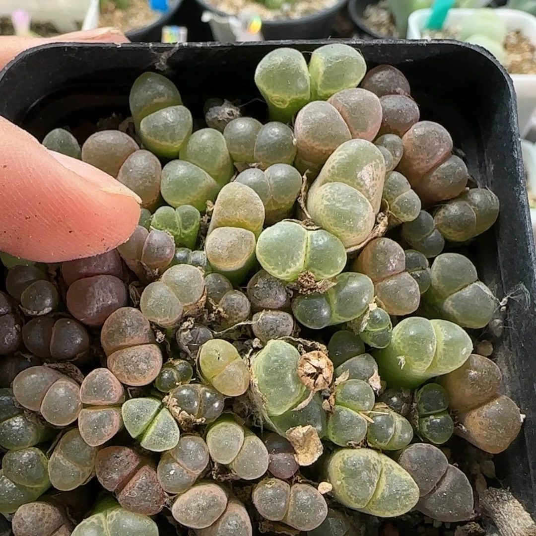 【闪购商品】0348