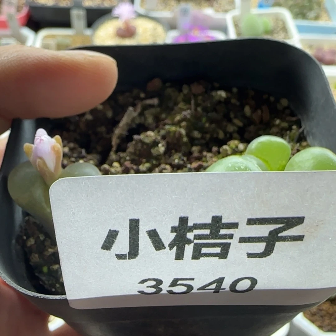 【闪购商品】风*?3540