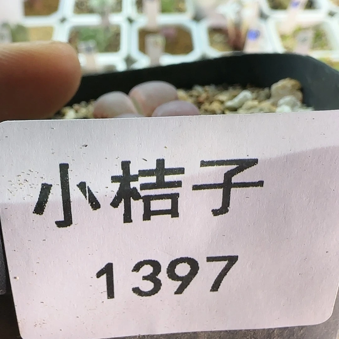 【闪购商品】大*包1397