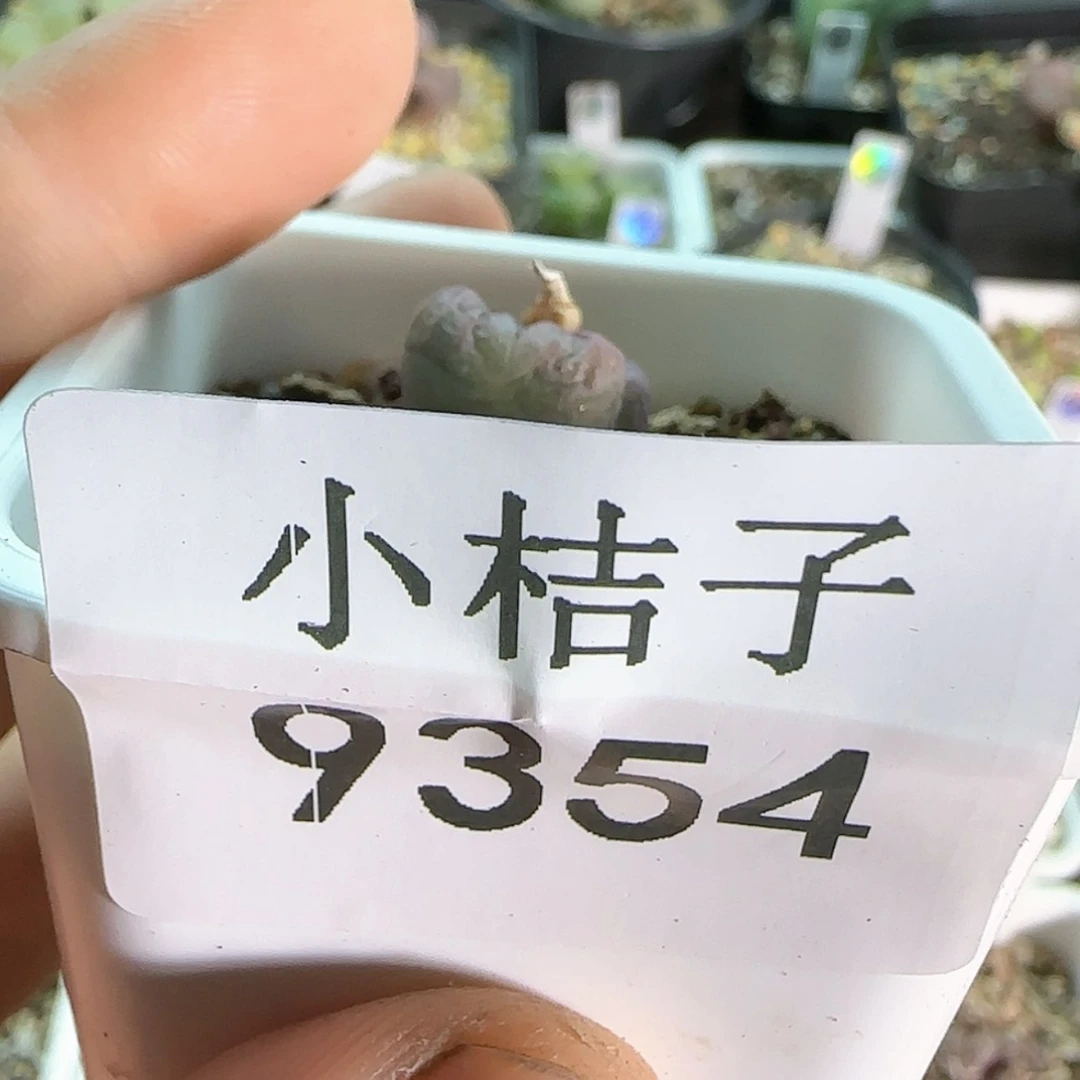【闪购商品】莱*茶9354  寄养