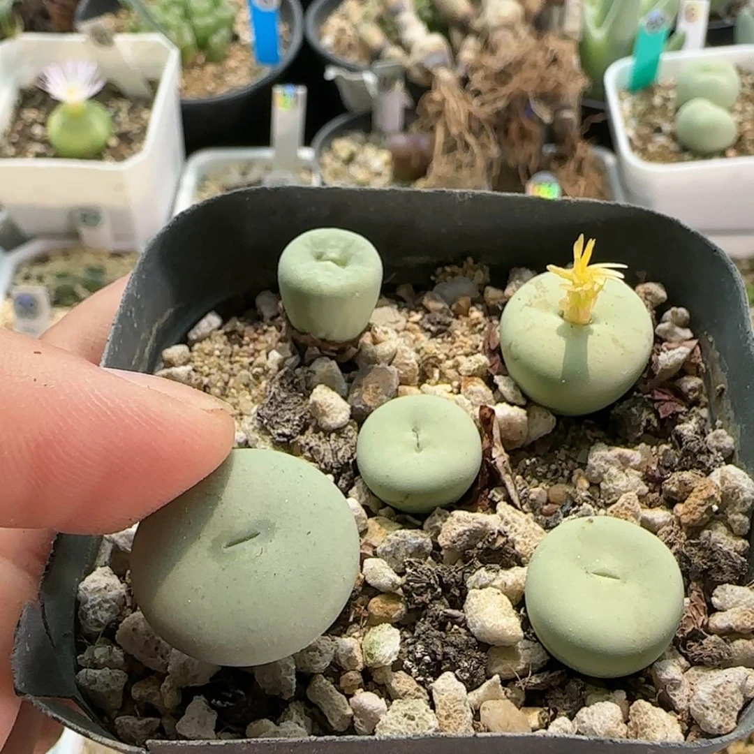 【闪购商品】悟*觉0359