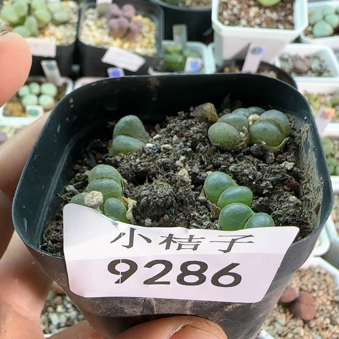 【闪购商品】9286