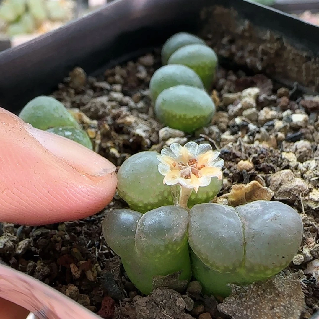 【闪购商品】现***家9344