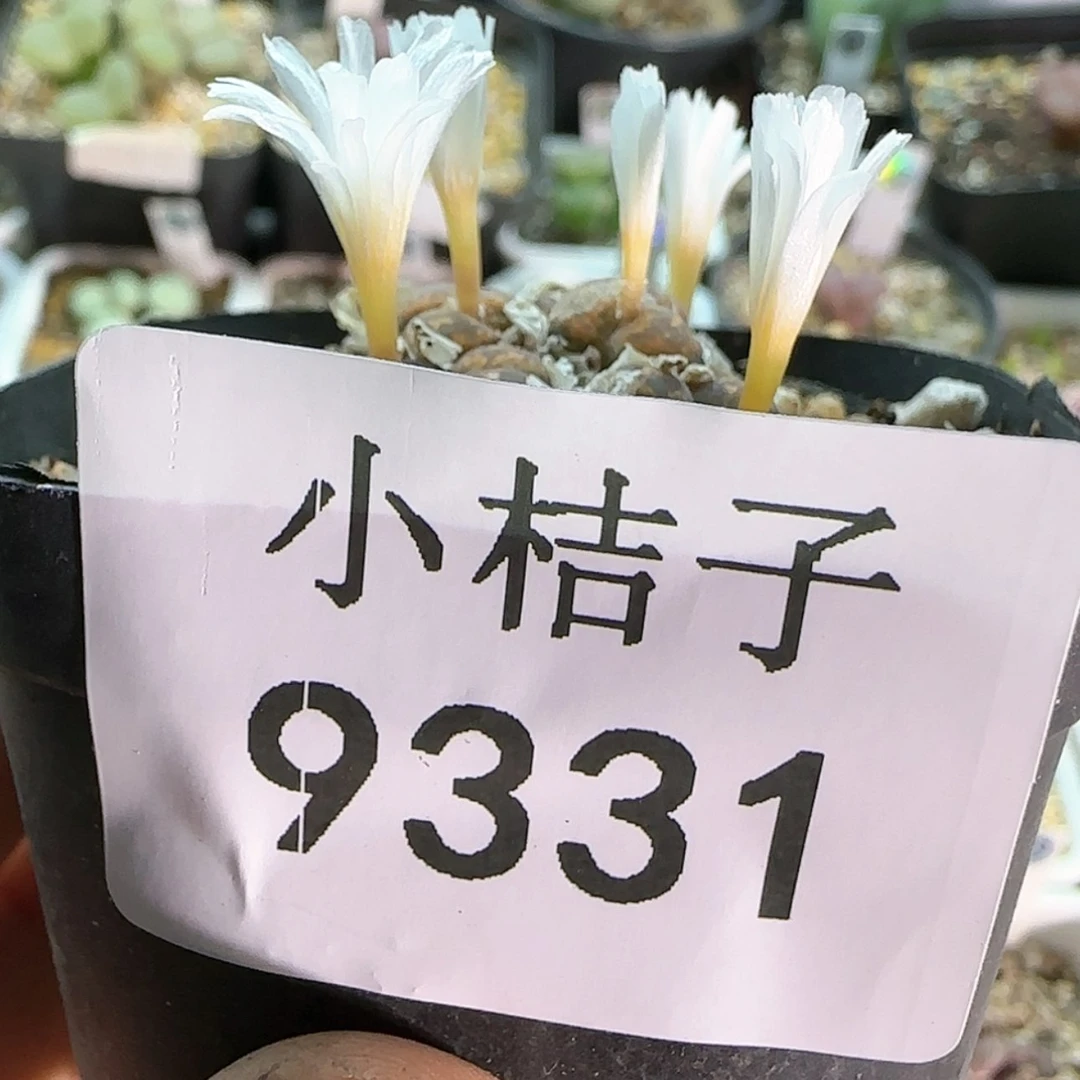 【闪购商品】胖**胖9331