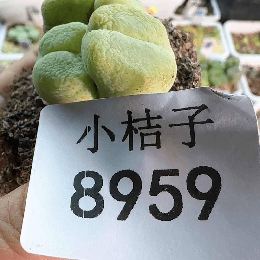【闪购商品】烟8959疤。