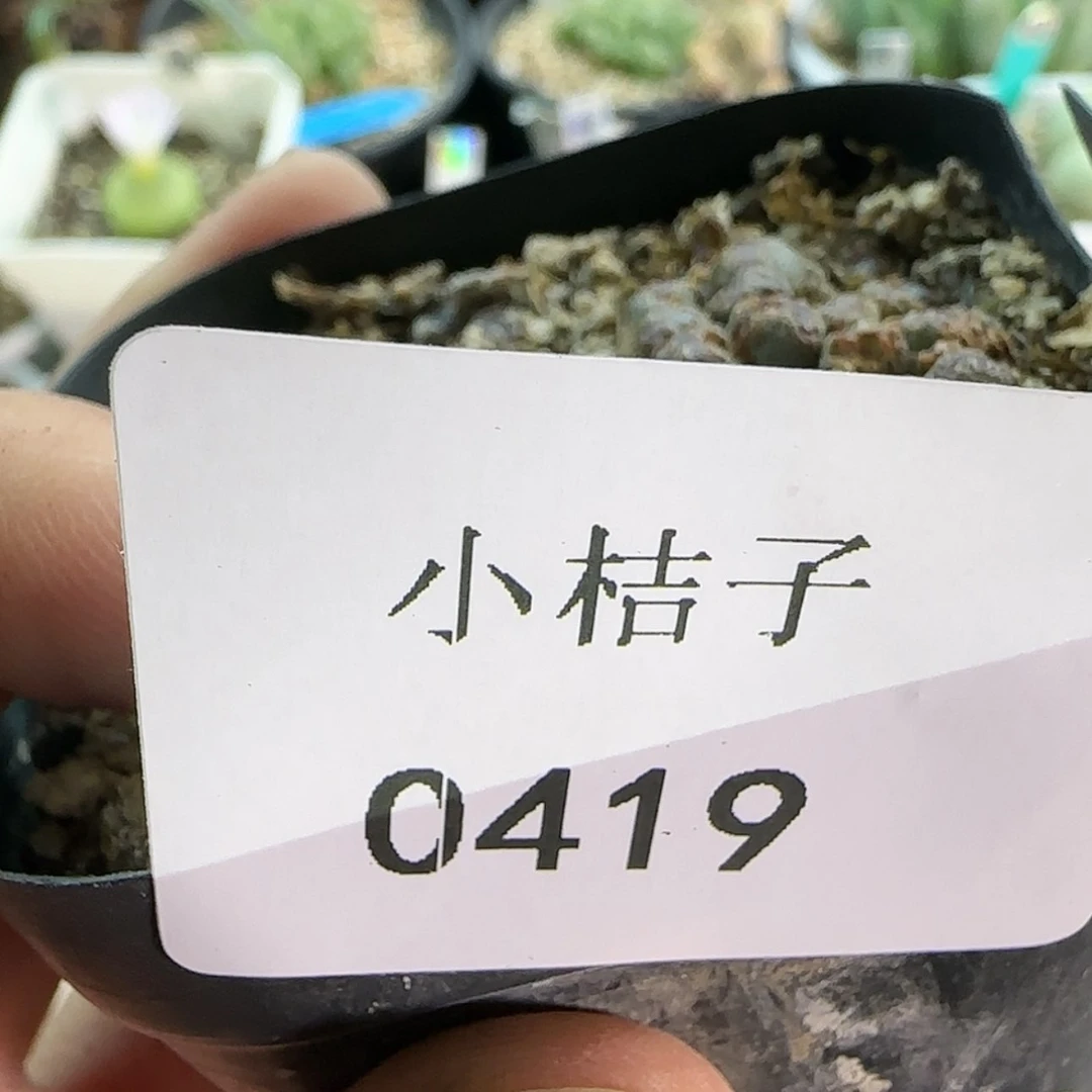 【闪购商品】是**呀0419