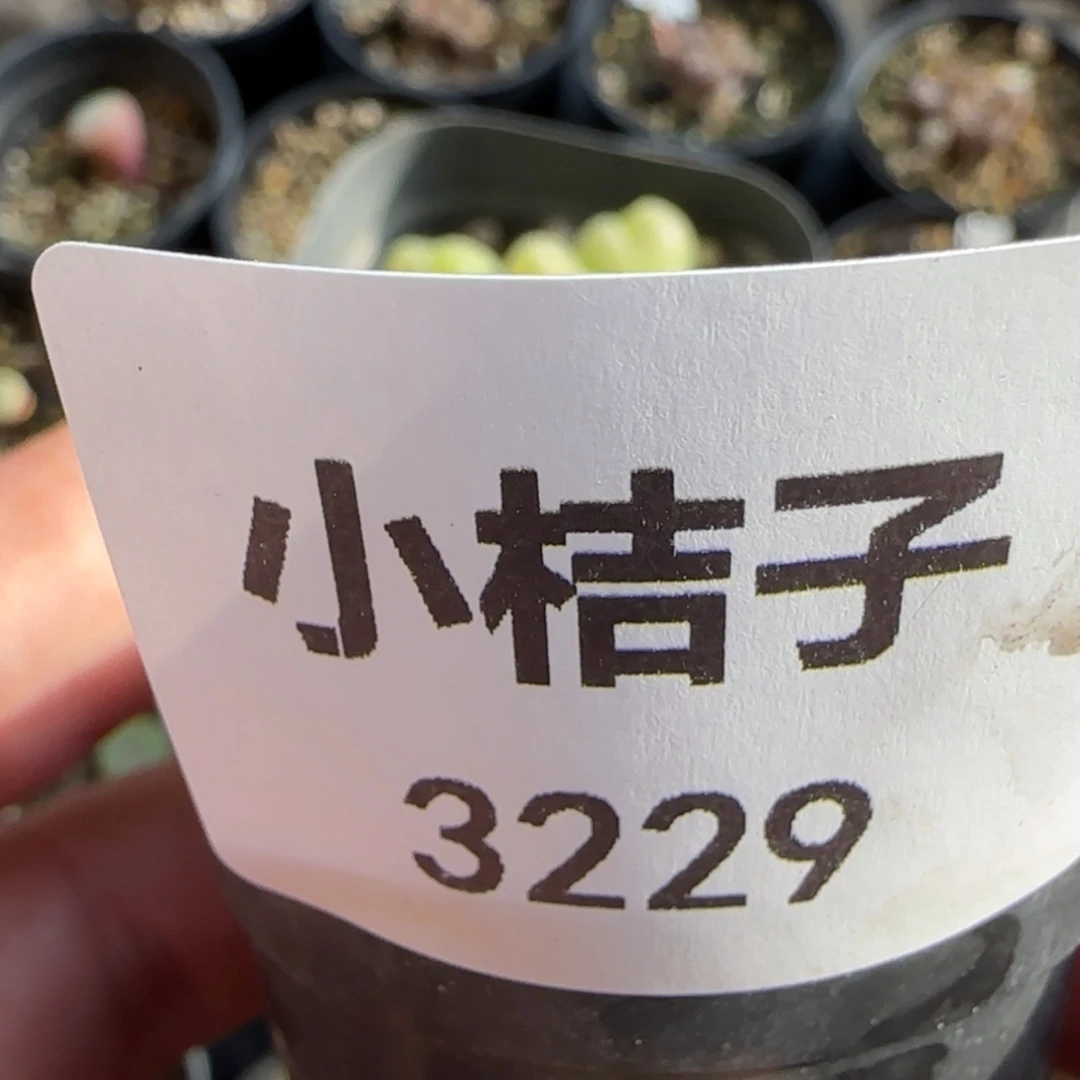 【闪购商品】轩**贝3229