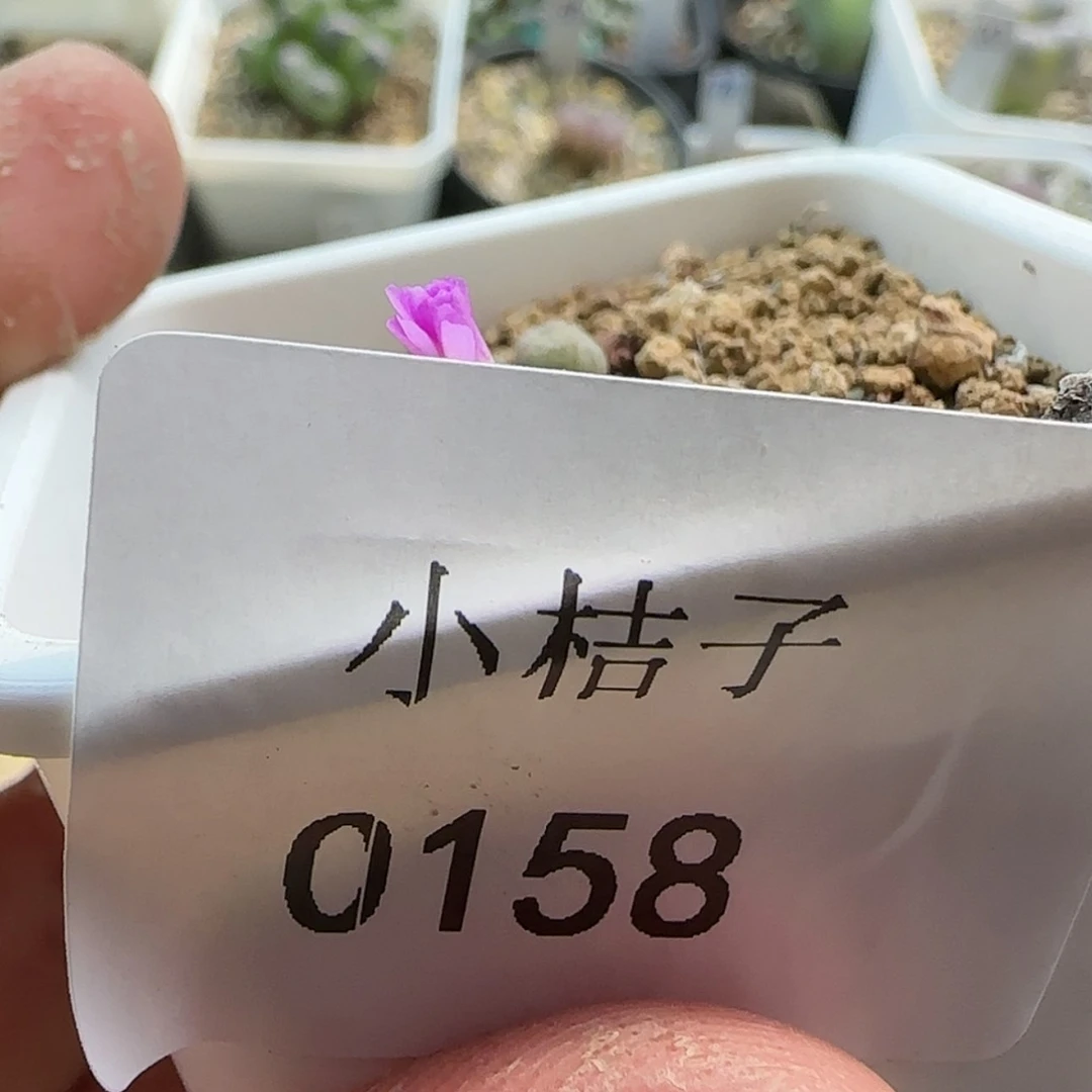 【闪购商品】匹*曹0158