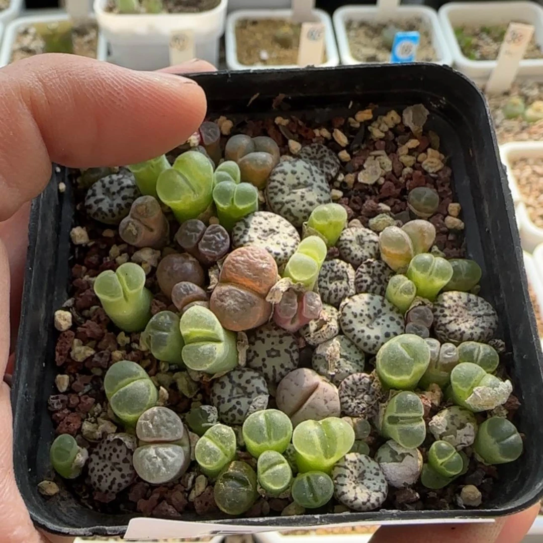 【闪购商品】小*?5065。