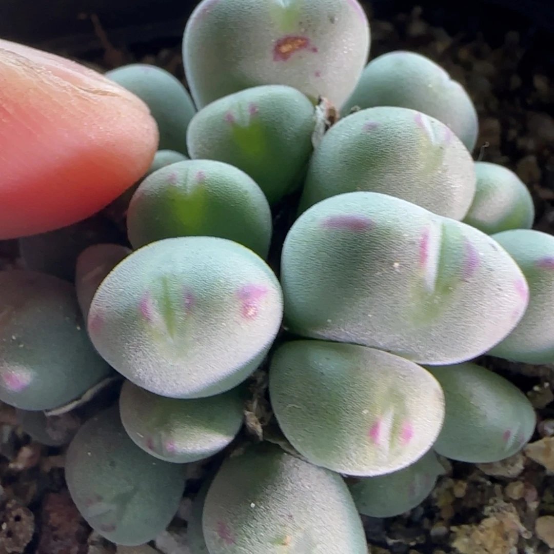 【闪购商品】樱****?5474