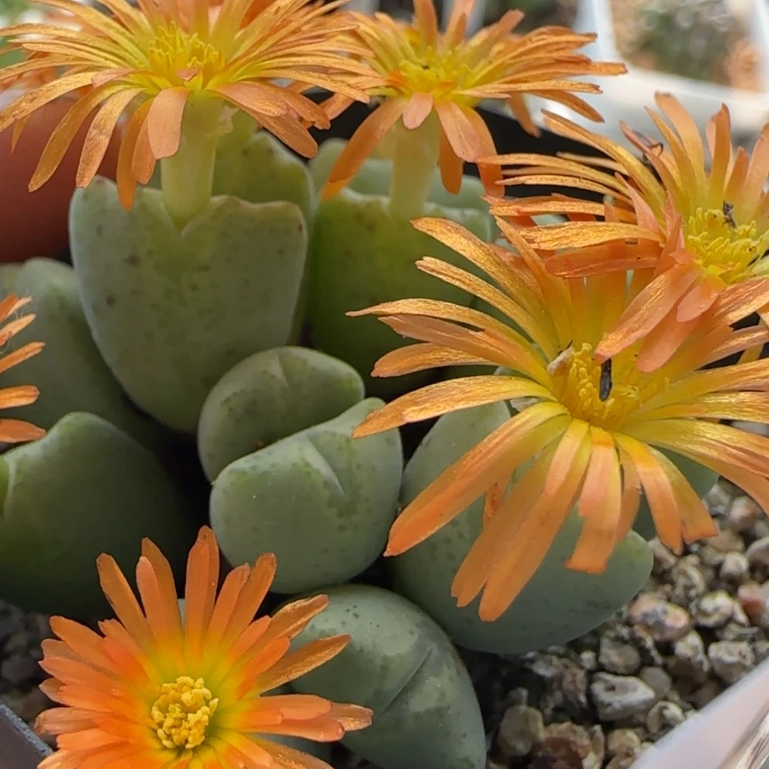 【闪购商品】4516