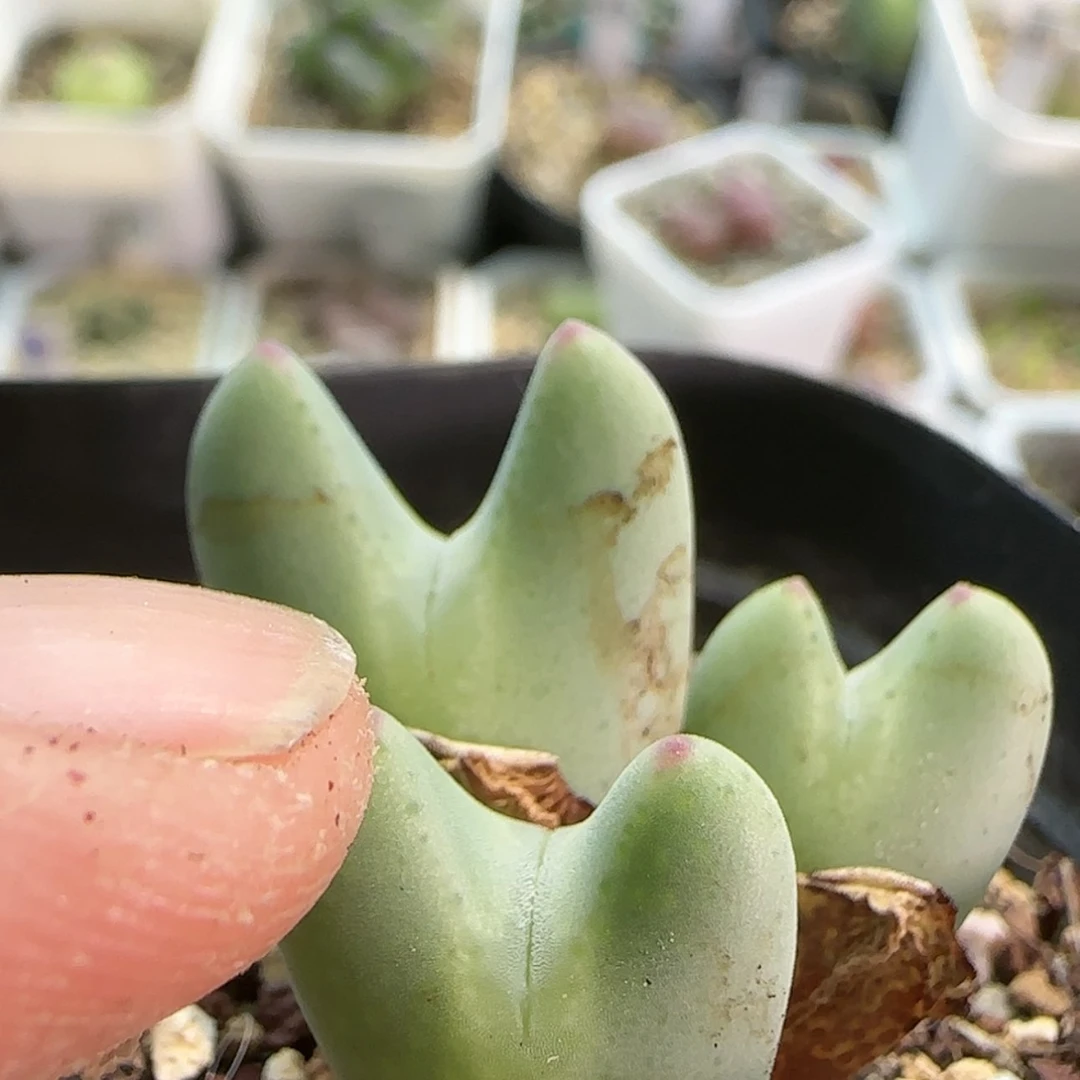 【闪购商品】爱**仙0136