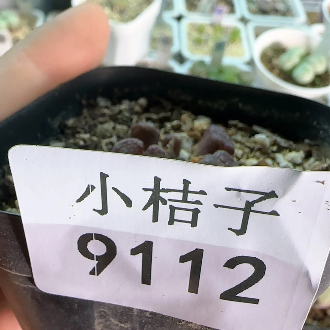 【闪购商品】兔*9112。