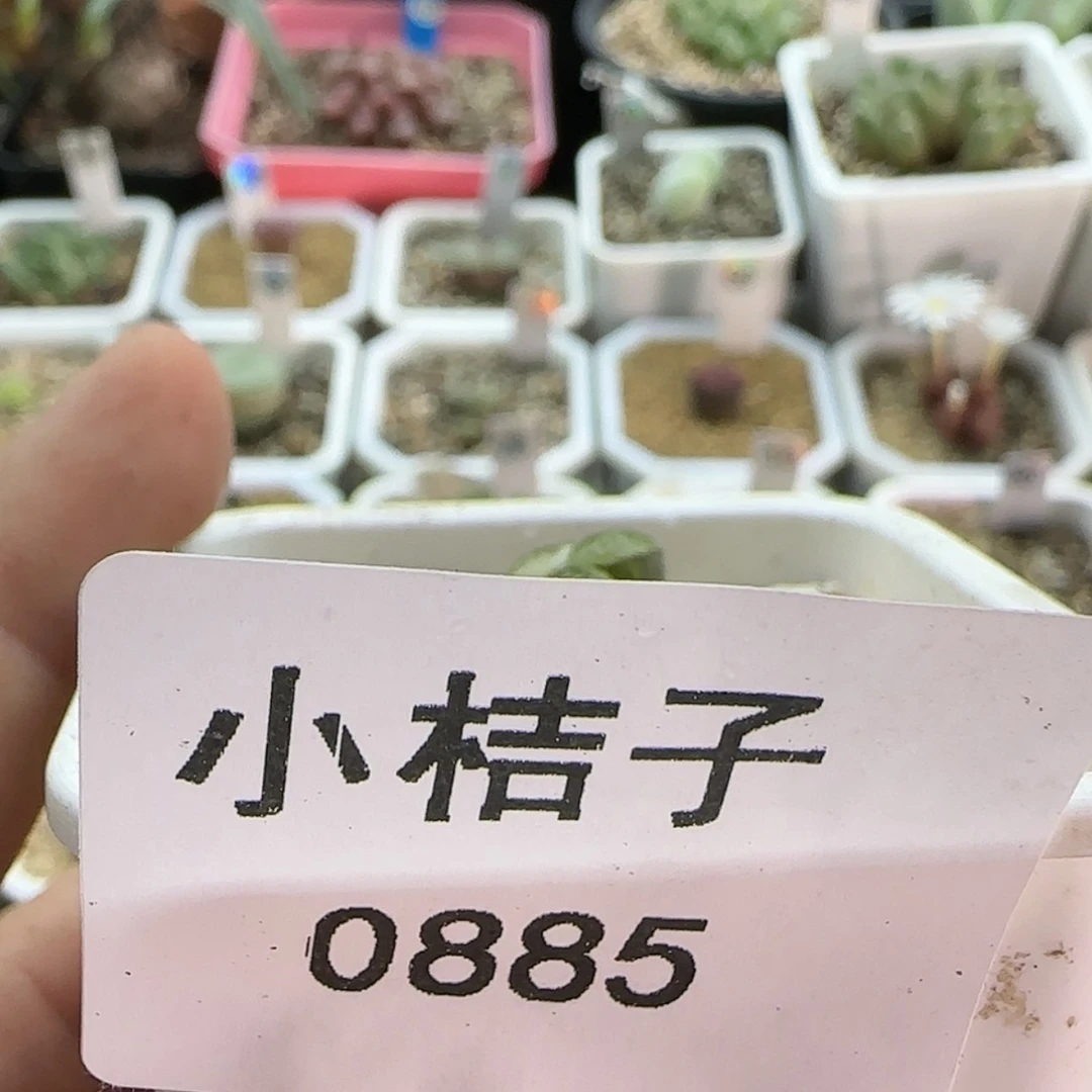 【闪购商品】?***毛0885