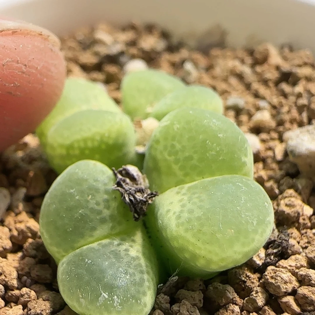 【闪购商品】0147